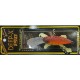 Megabass/�ᥬ�Х����ǥ����ץ��å���150��DEEP-X 150