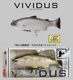 ����å��롡VIVIDUS / ��������������