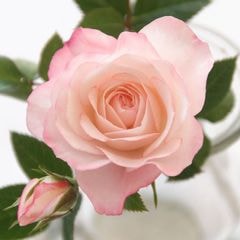 ��֥꡼�ץ�󥻥������ץƥ���