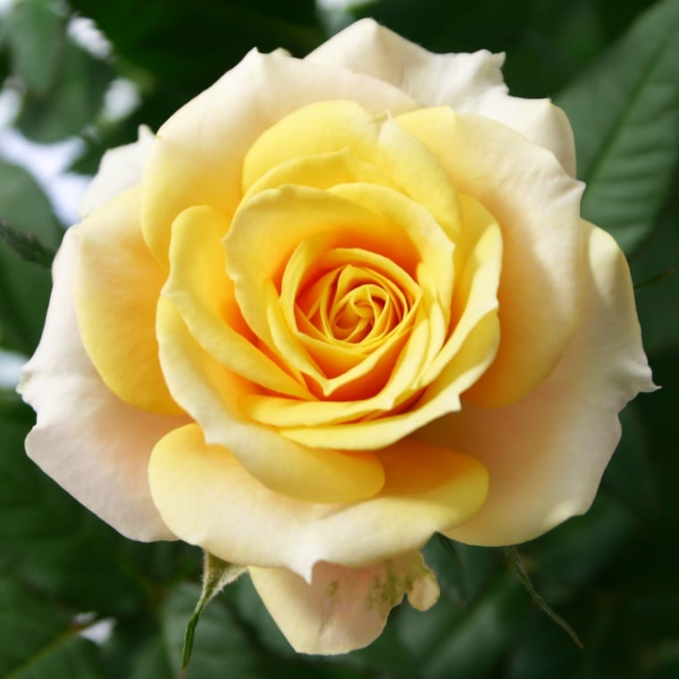 ヘナ | 品種で選ぶ,ミニバラ | ミニバラ専門店セントラルローズ