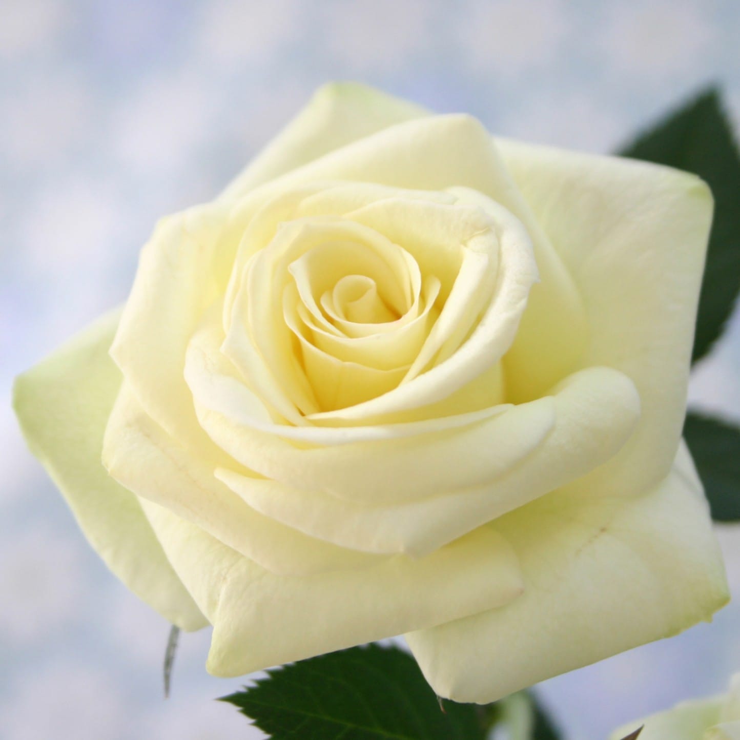 中大輪】ベルガモ・フォーエバー | 品種で選ぶ,中大輪ミニバラ