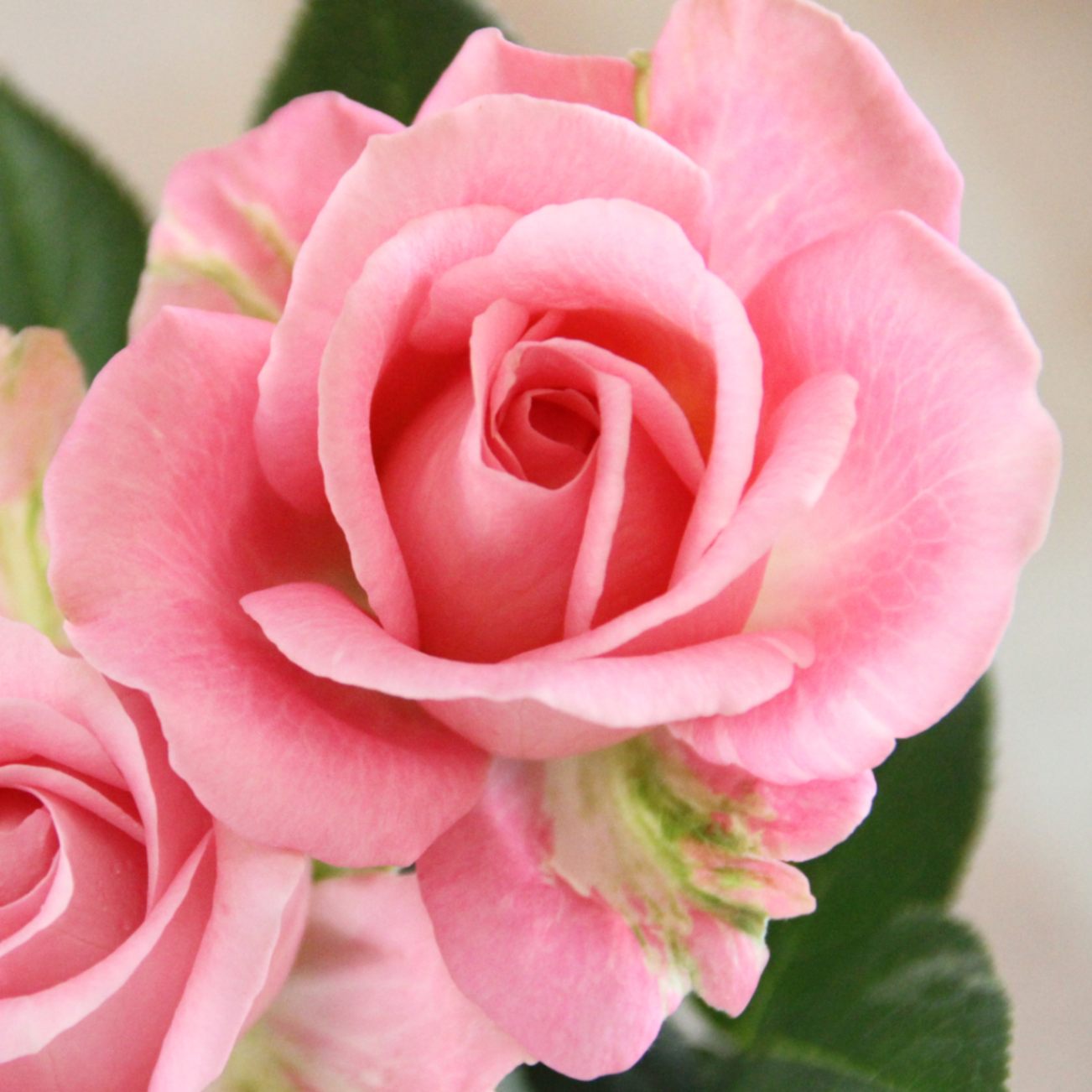 セール中♡ ローズピンク 000000000032_4VKsg9p.jpg