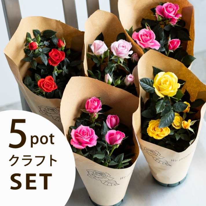 マイクロミニバラ/須惠姫/蕾多数/　5号スリット鉢/現品限り✨ マイクロミニバラ/須惠姫/蕾多数/ 5号スリット鉢/現品限り✨ マイクロ