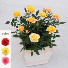 【送料無料】ミニバラ鉢植え リエール・スクエア