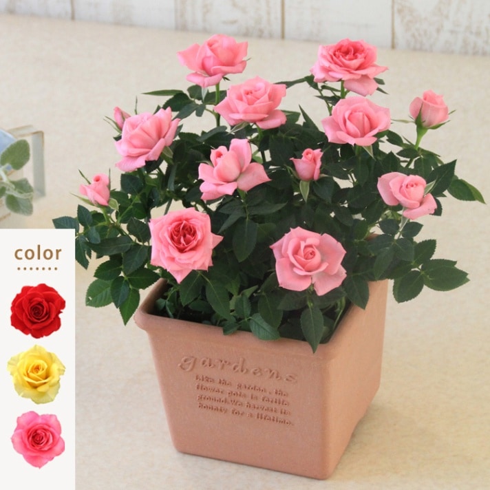 送料無料】ミニバラ鉢植え エコロ・スクエア | ミニバラギフト