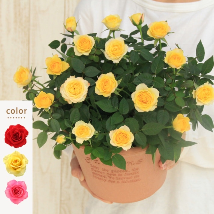 6/27追加 プリパラ バラ50円～ 6/27追加 プリパラ バラ50円～ 6/27