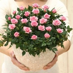 ������̵���ۥߥ˥Х�ȭ���������奬�����ܥ���