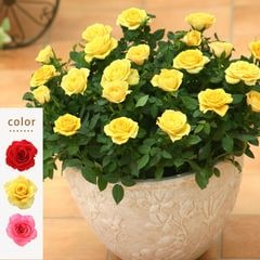 ������̵���ۥߥ˥Х�ȭ���������奬�����ܥ���