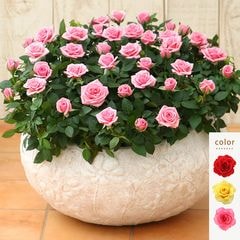 ������̵���ۥߥ˥Х�ȭ���������奬�����顼��