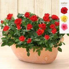 ������̵���ۥߥ˥Х�ȭ�������ǥ��꡼������