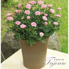 ������̵���ۥߥ˥Х�ȭ�������ȥ����塼��