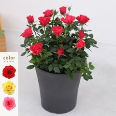 【送料無料】ミニバラ鉢植え トゥジュール