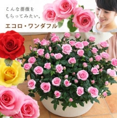 ������̵�����������ŷ���ռ��ޡ��������������ե�