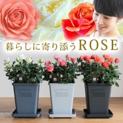 ������̵�����������ŷ���ռ��ޡ���餷�˴��ź��ROSE �Х��ȭ����
