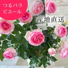 ������̵������������ԥ�����ɥ����󥵡��� ���ޤ��ڤĤܤ߲��դ���6��ʲ���ȭ�դ��� �Ĥ�Х�(CL) �֤�餭 ����ƥ��������å��ΥХ� 2006ǯ�����Х��Ϣ����Ʋ���ꡡ�вٴ��ָ��ꡡ�Х��� �����̻�Ω��