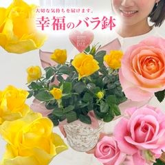 ������̵��������� ŷ���ռ��ޡ���ʡ�Υ��꡼���� 6�� �����ԥ����������ڿ��ʼ磻������������ե��ˡۡڲֿ����Ѳ��ե���������Ϥ������ؤ��繥ɾ��