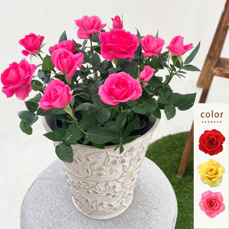 幸様 お取り置きページ 送料無料】ミニバラ鉢植え 幸福のオリーブ柄 6号 | ミニバラギフト