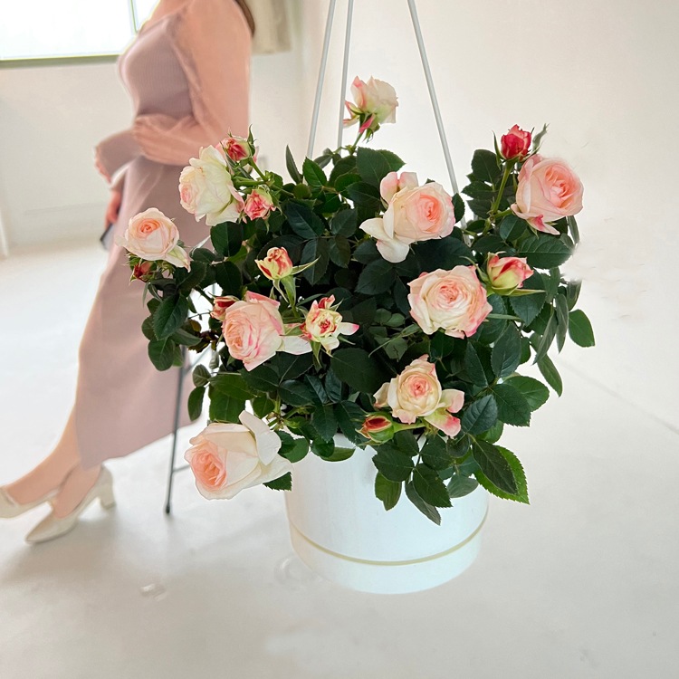 ���٤�Ƥ����ۡ͡�����̵���������300ȭ���ꡪ ��֥꡼�⥢ ̴�Υϥ󥮥󥰻�Ω��