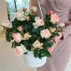 ���٤�Ƥ����ۡ͡�����̵���������300ȭ���ꡪ ��֥꡼�⥢ ̴�Υϥ󥮥󥰻�Ω��