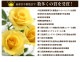 ���٤�Ƥ����ۡ͡�����̵���������300ȭ���ꡪ ��֥꡼�⥢ ̴�Υϥ󥮥󥰻�Ω��