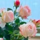 ���٤�Ƥ����ۡ͡�����̵���������300ȭ���ꡪ ��֥꡼�⥢ ̴�Υϥ󥮥󥰻�Ω��
