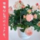 ���٤�Ƥ����ۡ͡�����̵���������300ȭ���ꡪ ��֥꡼�⥢ ̴�Υϥ󥮥󥰻�Ω��