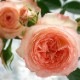 ���٤�Ƥ����ۡ͡�����̵���������300ȭ���ꡪ ��֥꡼�⥢ ̴�Υϥ󥮥󥰻�Ω��
