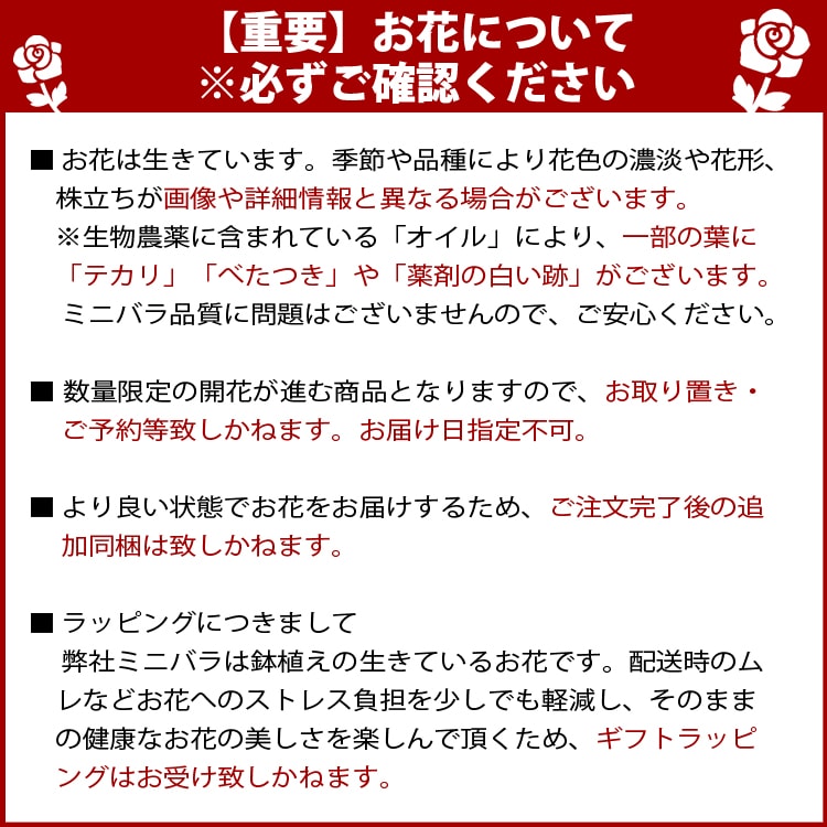 ラブリープリンセス・オプティマ | 品種で選ぶ,ミニバラ | ミニバラ