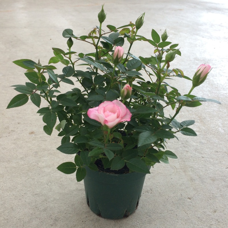 ��֥꡼�ץ�󥻥������ץƥ���