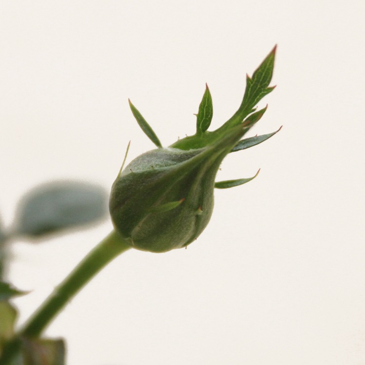 ��֥꡼�ץ�󥻥������ץƥ���