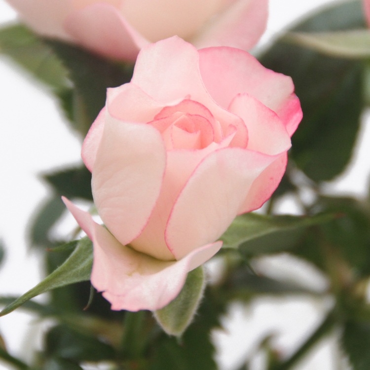 ��֥꡼�ץ�󥻥������ץƥ���