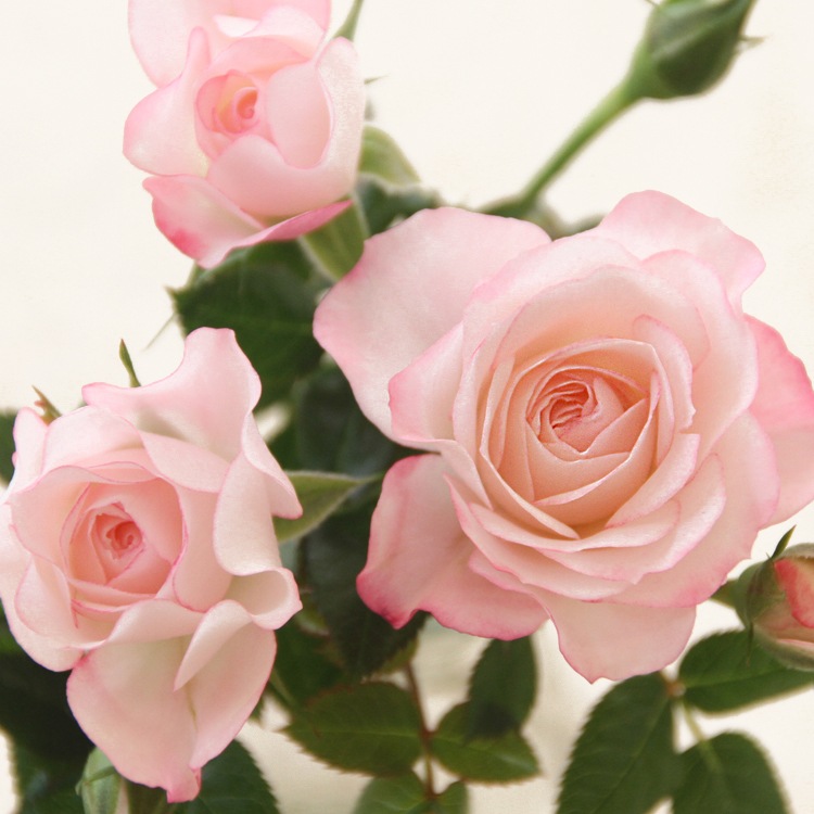 ��֥꡼�ץ�󥻥������ץƥ���