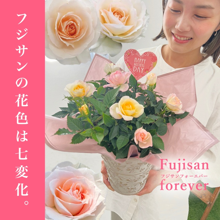 ������̵��������� ŷ���ռ��ޡ���ʡ�Υ��꡼���� 6�� �����ԥ����������ڿ��ʼ磻������������ե��ˡۡڲֿ����Ѳ��ե���������Ϥ������ؤ��繥ɾ��