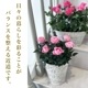 ������̵��������� ŷ���ռ��ޡ���ʡ�Υ��꡼���� 6�� �����ԥ����������ڿ��ʼ磻������������ե��ˡۡڲֿ����Ѳ��ե���������Ϥ������ؤ��繥ɾ��