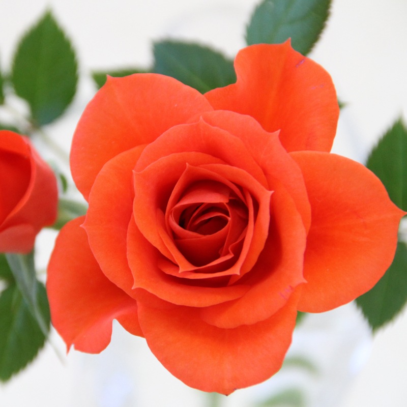 ������̵���ۥߥ˥Х�ȭ��������ʡ�Υ��꡼���������Х�