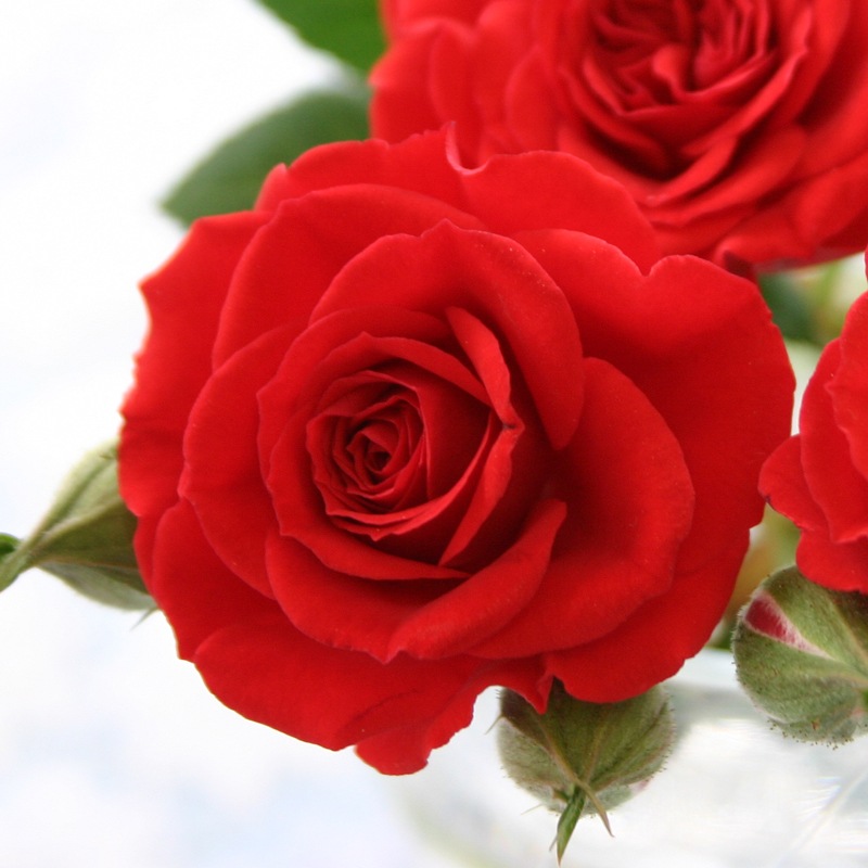 ������̵���ۥߥ˥Х�ȭ��������ʡ�Υ��꡼���������Х�