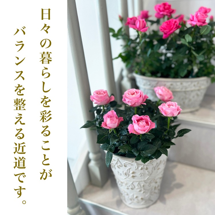 ������̵���ۥߥ˥Х�ȭ��������ʡ�Υ��꡼���������Х�