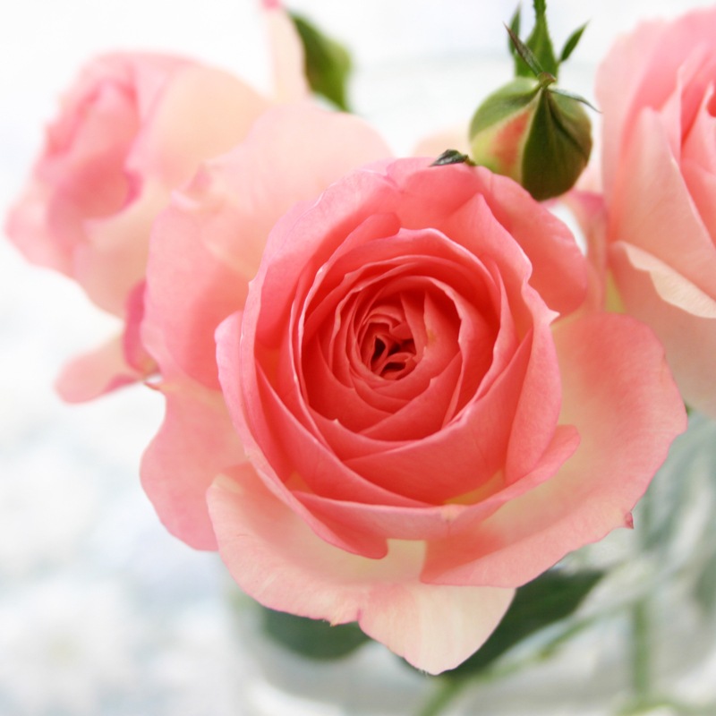 ������̵���ۥߥ˥Х�ȭ��������ʡ�Υ��꡼���������Х�