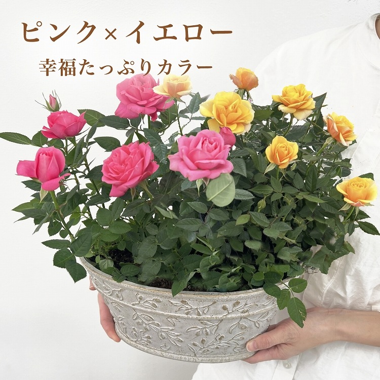 ������̵���ۥߥ˥Х�ȭ��������ʡ�Υ��꡼���������Х�