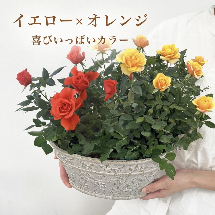 ������̵���ۥߥ˥Х�ȭ��������ʡ�Υ��꡼���������Х�