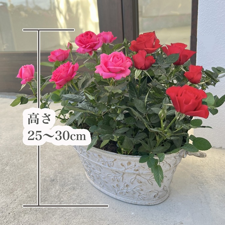 ������̵���ۥߥ˥Х�ȭ��������ʡ�Υ��꡼���������Х�