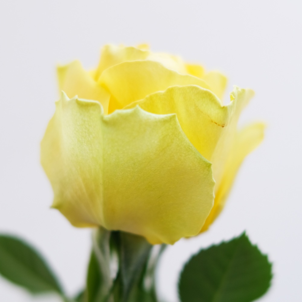 ��������������ե��˥ƥ�