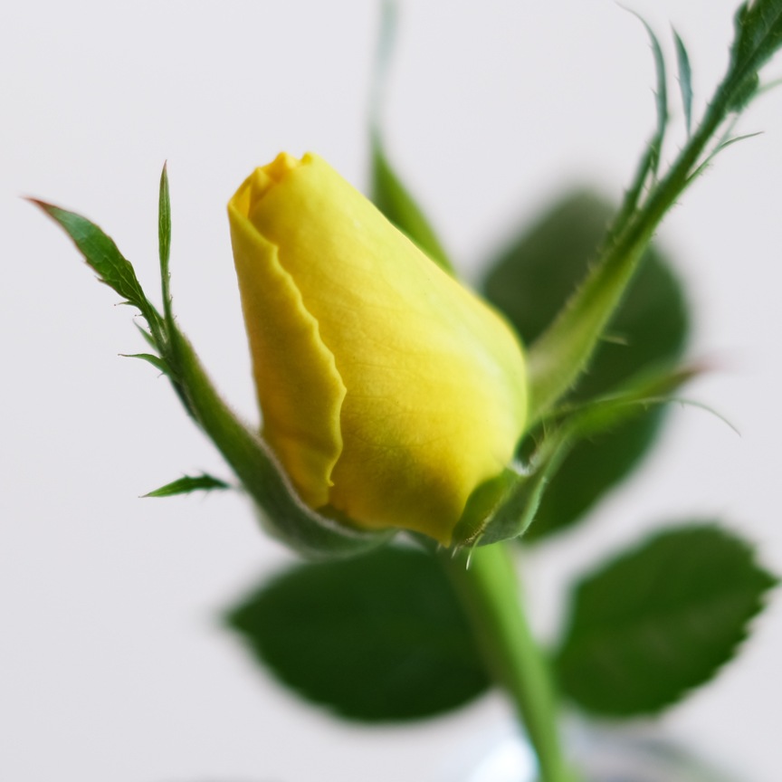 ��������������ե��˥ƥ�