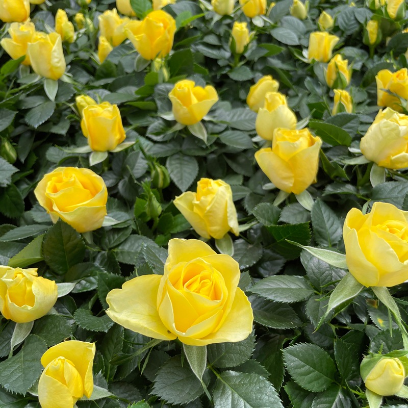 ��������������ե��˥ƥ�