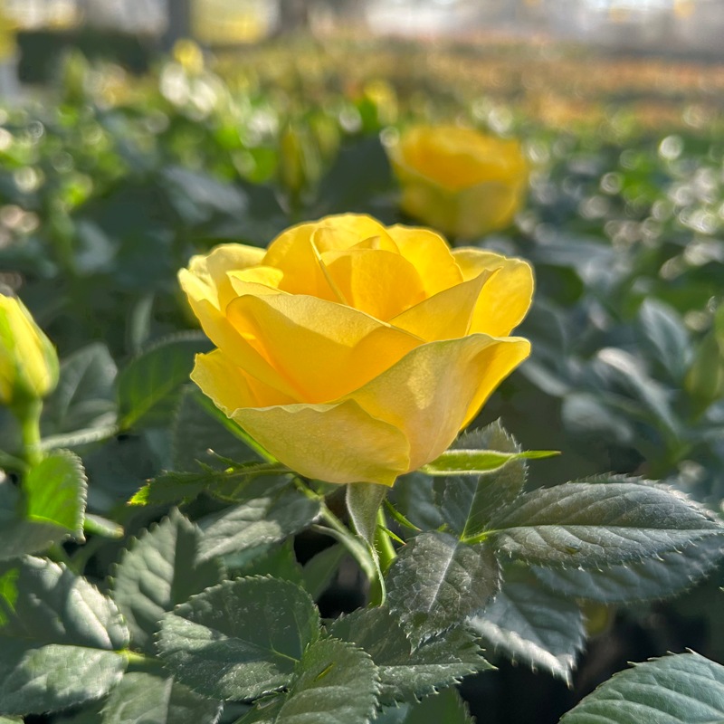 ��������������ե��˥ƥ�