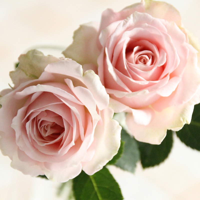 �������ءۥץ�󥻥������֡�����ե��˥ƥ�