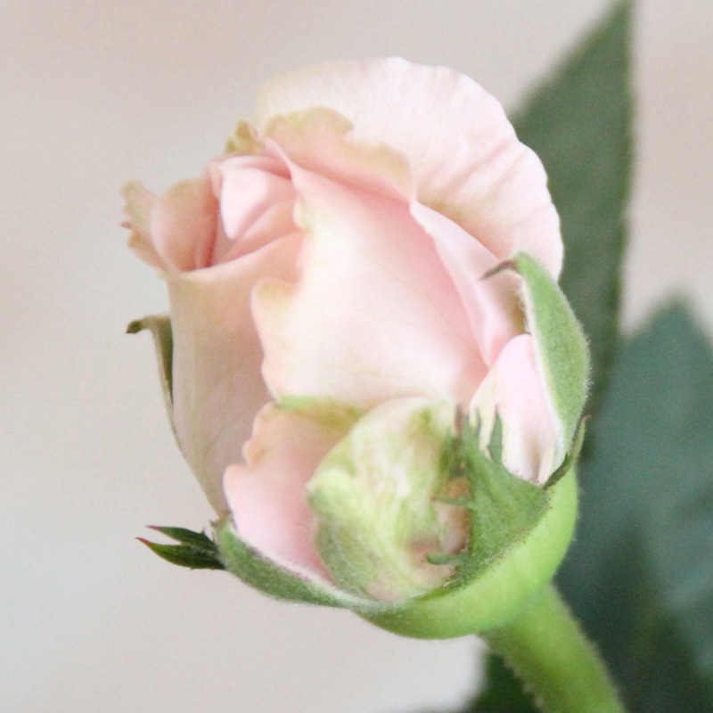 �������ءۥץ�󥻥������֡�����ե��˥ƥ�