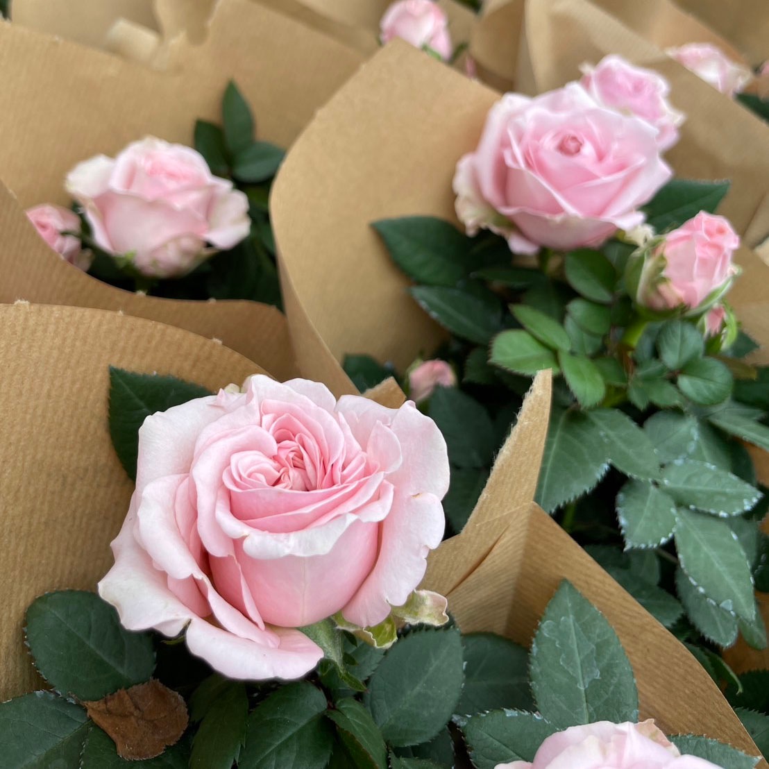 中大輪】プリンセス・オブ・インフィニティ | 品種で選ぶ,中大輪