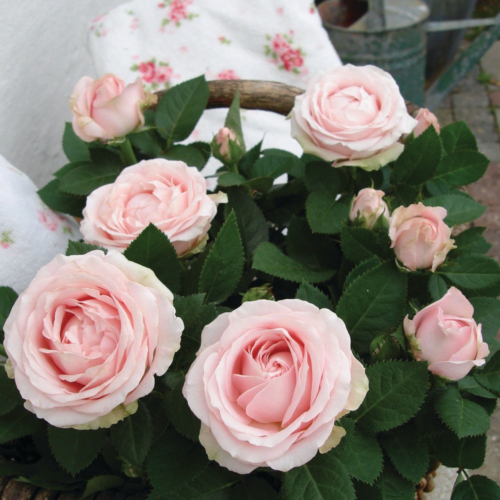 �������ءۥץ�󥻥������֡�����ե��˥ƥ�