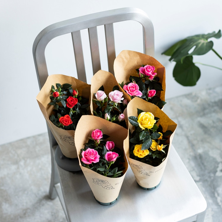 ̵ۥߥ˥Х5ȭåȡ󥯥